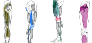 Trigger Point Chart of Sciatic Pain