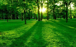 Website nature backgrounds free